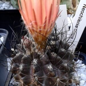 Eriosyce crispa cactus met kronkelende groene stekels en rode bloemen.