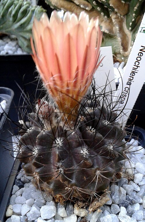 Eriosyce crispa cactus met kronkelende groene stekels en rode bloemen.