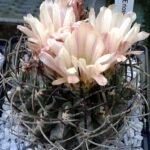 Eriosyce paucicostata cactus met rode bloemen en groene achtergrond.