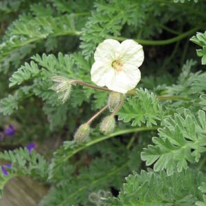 Gele Erodium chrysanthum bloem in close-up.