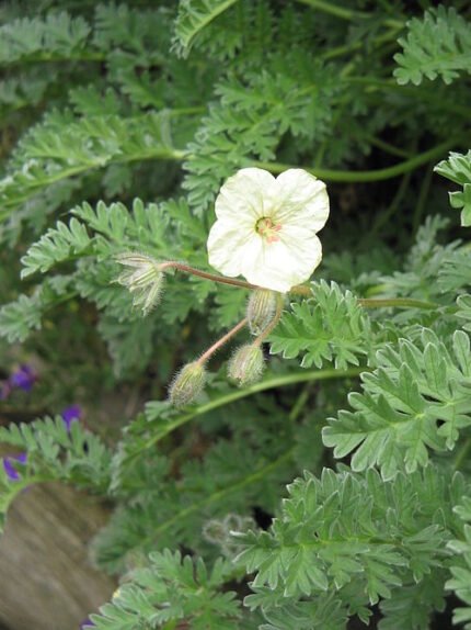 Gele Erodium chrysanthum bloem in close-up.