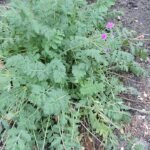 Pink and purple Erodium manescavi flowers against green foliage.