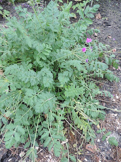 Pink and purple Erodium manescavi flowers against green foliage.