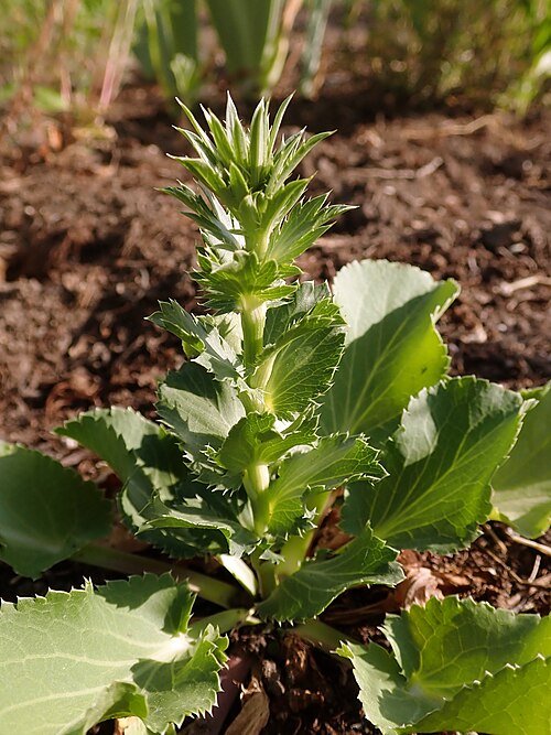 Blauwe Hobbit Eryngium planum bloem close-up.