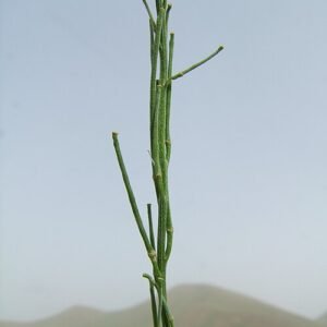 Steenraket bloem op zandgrond, paars en geel, in Iran.