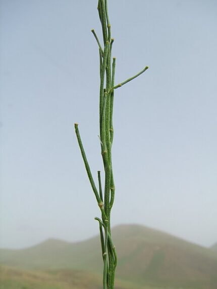 Steenraket bloem op zandgrond, paars en geel, in Iran.