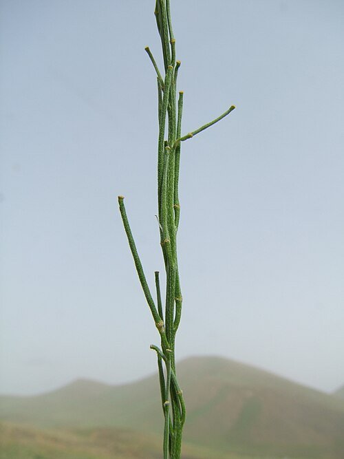 Steenraket bloem op zandgrond, paars en geel, in Iran.
