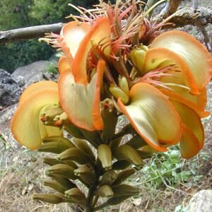 Rode Wiliwili bloem op close-up shot.