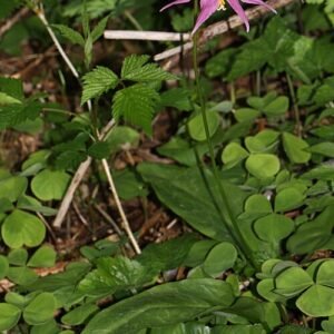 Roze bloemen van Erythronium revolutum tegen onscherpe achtergrond.