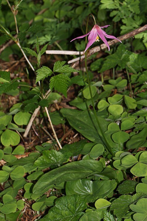 Roze bloemen van Erythronium revolutum tegen onscherpe achtergrond.