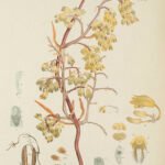 Paarse Erythrorchis orchideeën op groene bladeren - vintage botanische illustratie.