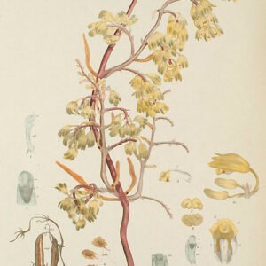 Paarse Erythrorchis orchideeën op groene bladeren - vintage botanische illustratie.