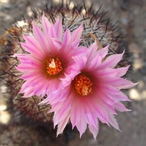 Escobaria vivipara cactus met levendige roze bloemen in volle bloei.