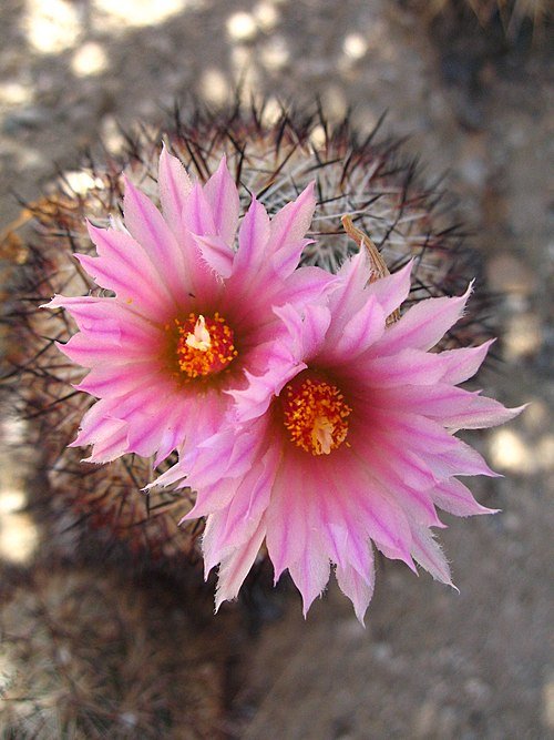 Escobaria vivipara cactus met levendige roze bloemen in volle bloei.