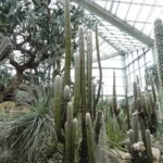 Espostoa lanata cactus met pluizige witte haren in botanische tuin.