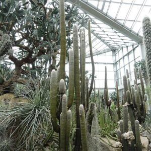 Espostoa lanata cactus met pluizige witte haren in botanische tuin.