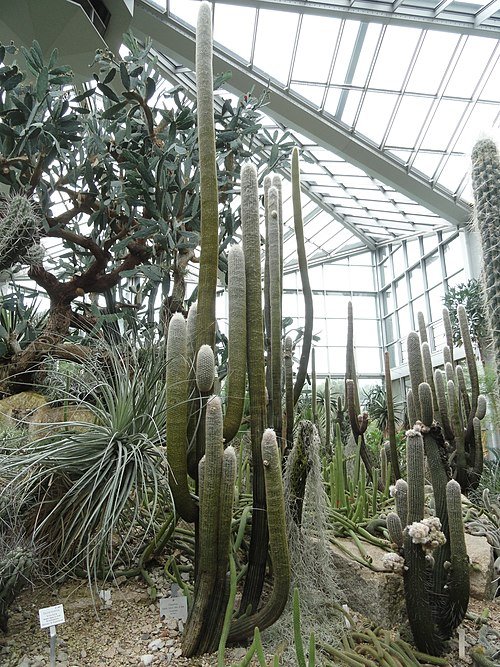 Espostoa lanata cactus met pluizige witte haren in botanische tuin.