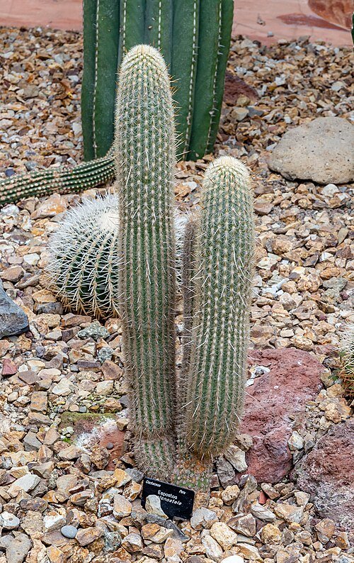 Espostoa melanostele cactusplant met lange stekelige stelen en witte wollige pluizen in een botanische tuin setting.