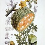 Acanthosicyos horridus vrucht met stekelige schil.