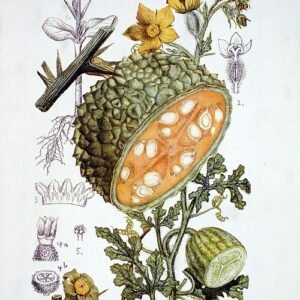 Acanthosicyos horridus vrucht met stekelige schil.