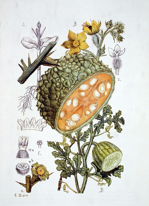 Acanthosicyos horridus vrucht met stekelige schil.