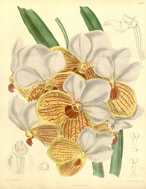 Vanda sanderiana orchidee met paarse bloemen en groene bladeren in botanische illustratie.
