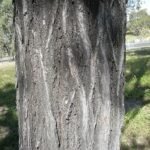 Eucalyptus Crebra bast met ruwe textuur en grijze tinten.