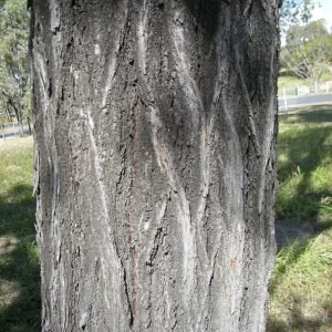 Eucalyptus Crebra bast met ruwe textuur en grijze tinten.