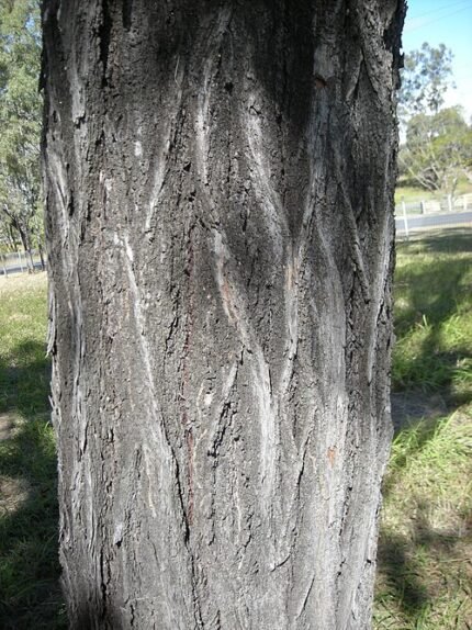 Eucalyptus Crebra bast met ruwe textuur en grijze tinten.