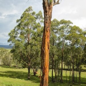 Eucalyptus caliginosa met zilvergroene bladeren en zilverkleurige strepen.