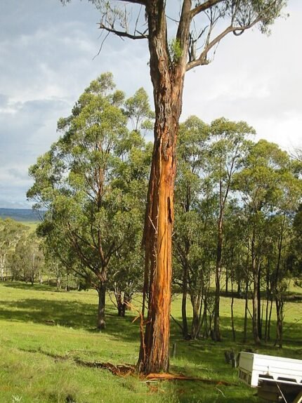 Eucalyptus caliginosa met zilvergroene bladeren en zilverkleurige strepen.