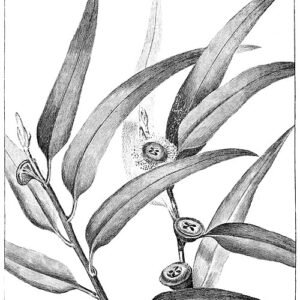 Blauwe gomboom met groene bladeren en grijze bast.