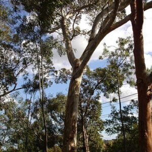 Eucalyptus leucoxylon boom met rode bloemen en groene bladeren