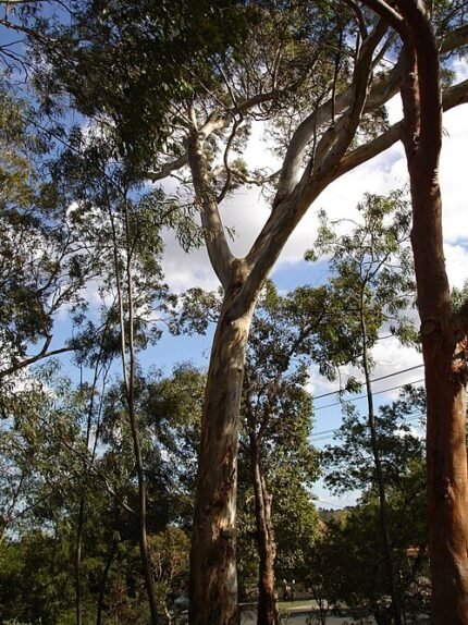 Eucalyptus leucoxylon boom met rode bloemen en groene bladeren