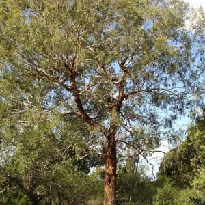 Eucalyptus melliodora boom met zilvergrijze bladeren en schorspatronen.