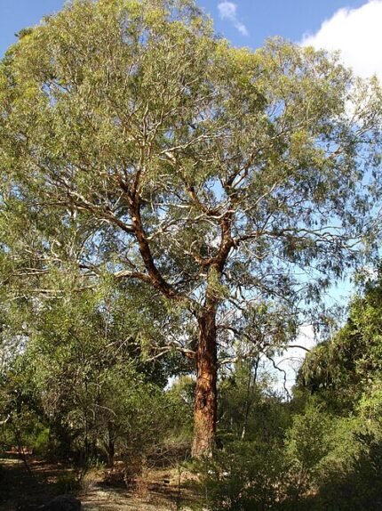 Eucalyptus melliodora boom met zilvergrijze bladeren en schorspatronen.