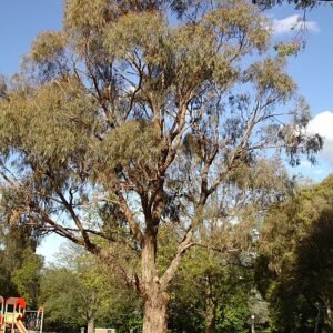 Eucalyptus nicholii boom met blauwgroene bladeren en lange takken.