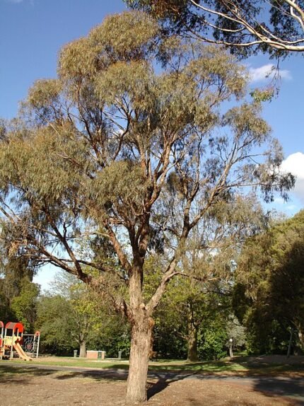 Eucalyptus nicholii boom met blauwgroene bladeren en lange takken.