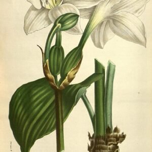 Witte bloem van de Amazon Lily plant met groene bladeren.