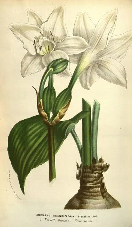 Witte bloem van de Amazon Lily plant met groene bladeren.