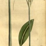 Eucrosia bicolor bloem met witte bloembladeren en gele meeldraden.