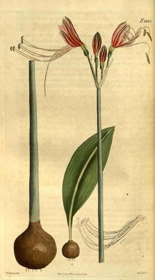 Eucrosia bicolor bloem met witte bloembladeren en gele meeldraden.