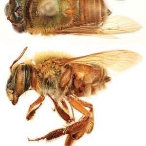 Close-up van kleurrijke Euglossa decorata bij op bloem.