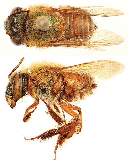 Close-up van kleurrijke Euglossa decorata bij op bloem.