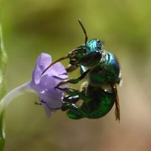 Close-up van Euglossa dilemma bij bloem in natuurlijke setting.