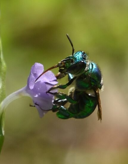 Close-up van Euglossa dilemma bij bloem in natuurlijke setting.