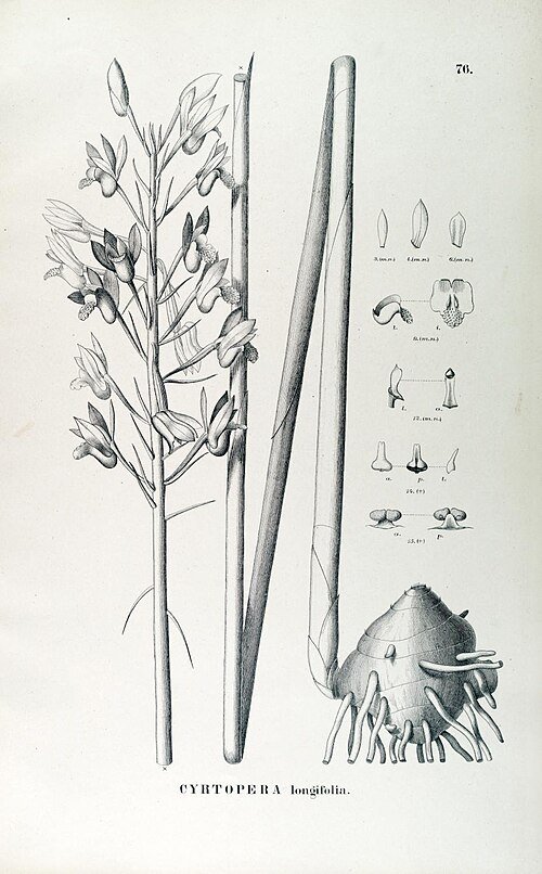 Close-up van gele en rode bloemen van de Eulophia alta orchidee.