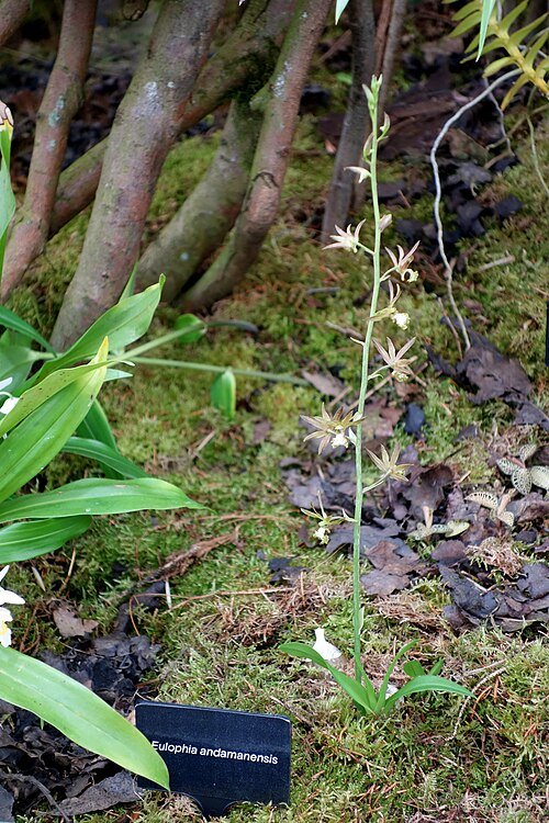 Close-up van paarse bloemen en groene bladeren van Eulophia andamanensis orchidee.