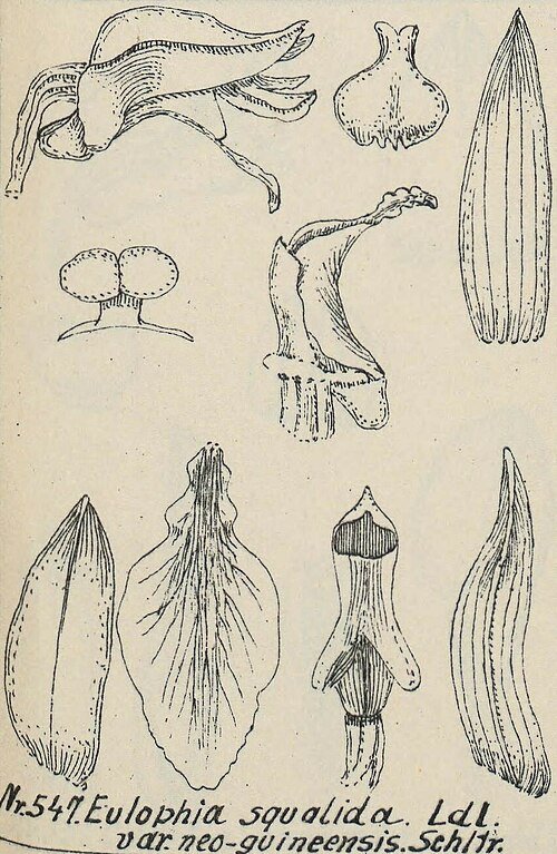 Eulophia nuda orchidee met lange groene bladeren en delicate witte bloemen.
