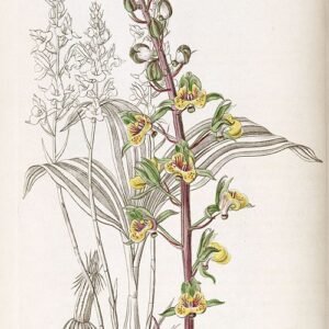 Een illustratie van de Eulophia pulchra orchidee met witte bloemen en groene bladeren.